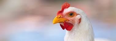 WhatsApp Image 2025-05-10 at 8.42.51 AM.jpeg